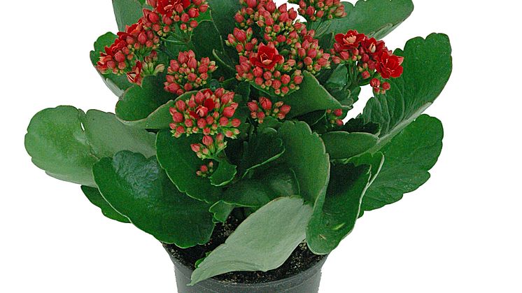 Lucka nr 9 - Calandiva i en Blomstrande Julkalender