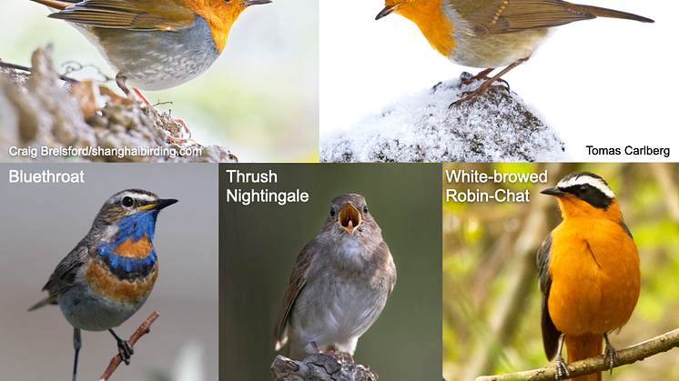 Severals species of flycatchers