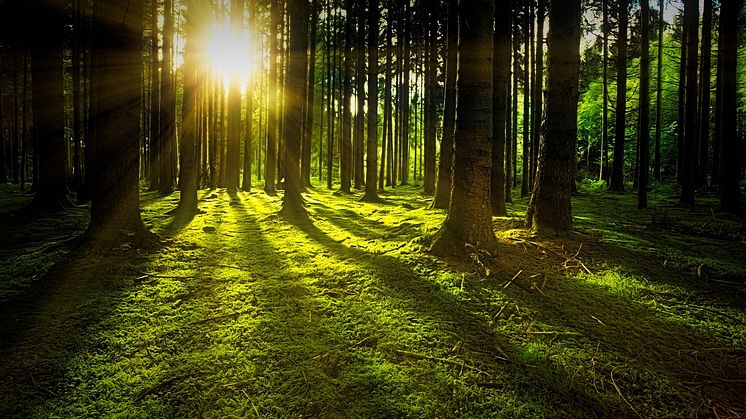 För att åtgärda klimatproblemen måste man fokusera på hur användningen av fossila bränslen ska minskas. Foto: Pixabay