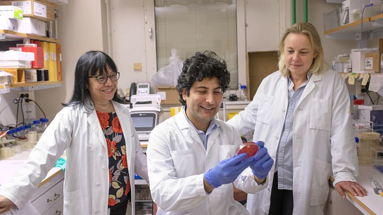 Forskarna Sun Nyunt Wai, Aftab Nadeem och Karina Persson i laboratoriet. Foto: Mattias Pettersson