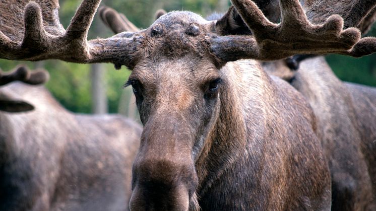 I Sverige övervakas den genetiska mångfalden hos älg med hjälp av nya DNA-baserade indikatorer. Foto: Flora M.C./Mostphotos.