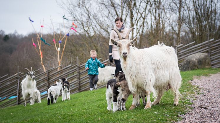 Skånes Djurpark inleder säsongen med äventyrlig äggjakt och smarrigt påskharebajs