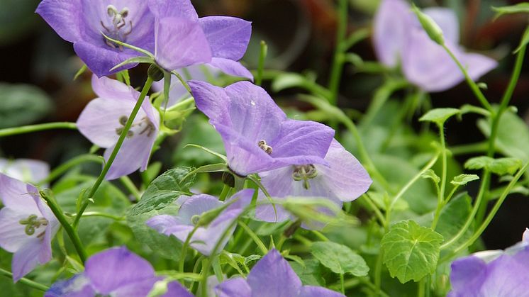 Campanula sommarblomma