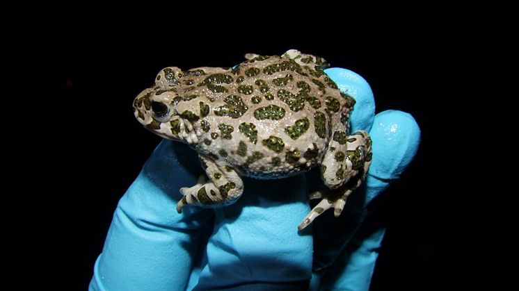 Grönfläckig padda som ska topsas av forskarna för att se efter om den bär på  parasitsvampen Batrachochytrium dendrobatidis. Foto:  Simon Kärvemo