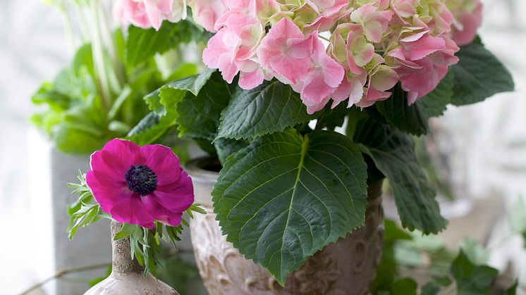 Hortensia och anemoner