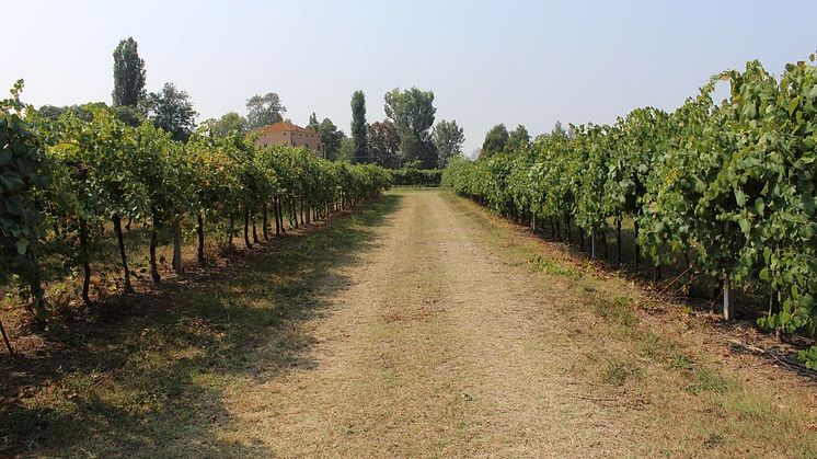 carafoli-vineyard.jpeg