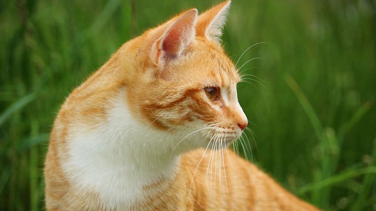 Spetsiga öron som pekar framåt innebär att katten är uppmärksam och fokuserad.