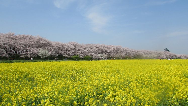 Satte Gongendo’s bank of cherry trees