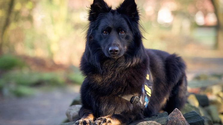 Årets Tjänstehund 2024 Garegårdens Gino Foto Hanna Nilsson.jpg