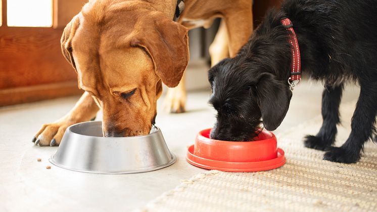 Doggy nu marknadsledande på hundmat i dagligvaruhandeln