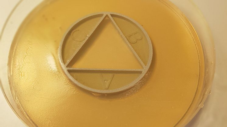 Med den modiferade agarplattan CombiANT går det att snabbtesta om och hur bakterier växer till när de utsätts för olika antibiotikakombinationer. Foto: Nikos Fatsis-Kavalopoulos