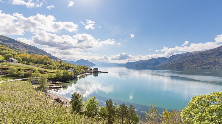 Bløming i Hardanger