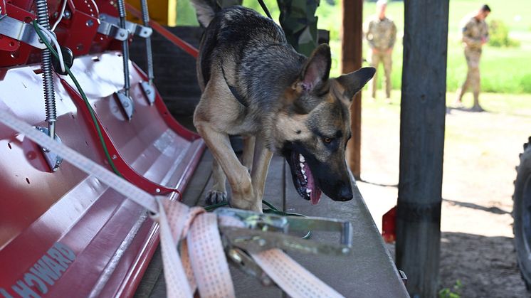 Förutom Försvarsmaktens hundekipage så deltar sex andra Natoländer samt Australien. Foto: Therese Åkerstedt/Försvarsmakten