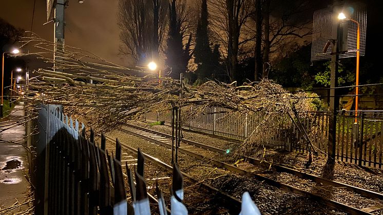 Fallen tree at Wylde Green brought down power cables