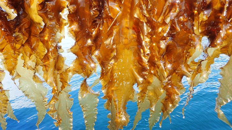 ARKELP