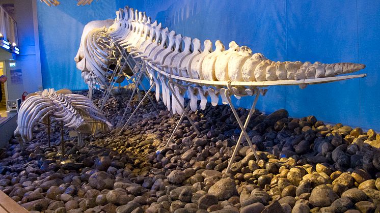 Naturhistoriska Riksmuseet och deras nyligen uppbyggda Polarutställning 