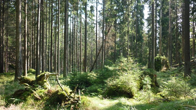 Planterad monokultur av gran