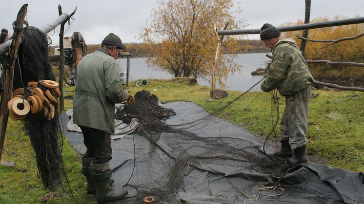 Russian field personell preparing nets for sample collection (Photo Guttorm Christensen/Akvaplan-niva)
