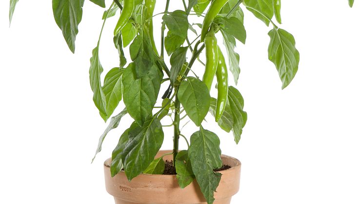 Chili i kruka