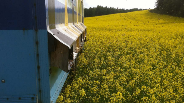 Det ekonomiska värdet av honungsbin i Sverige