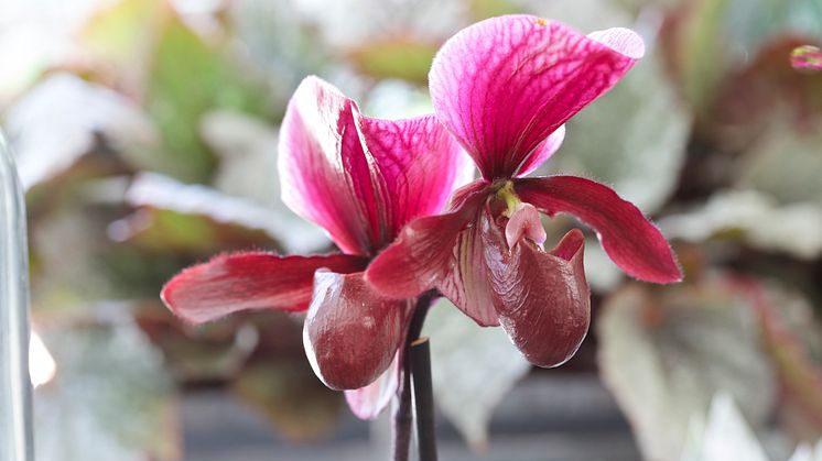 Orkidé Paphiopedium x maudiae 'Black Jack'