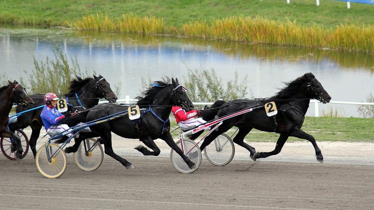 Kallblodstravare. Foto: Robert Fegraeus
