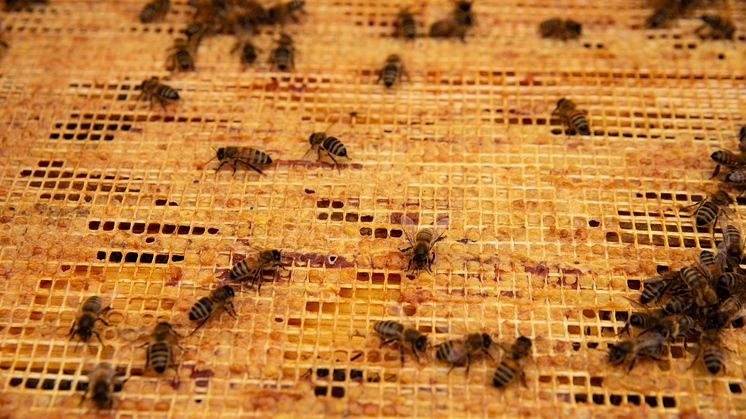 propolis