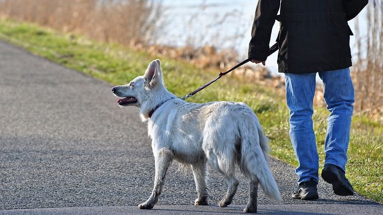 Årligen dör 70 000 människor i världen av rabies. Det senaste dödsfallet i Sverige var år 2000 då en kvinna som tagit hand om en hundvalp under semestern i Thailand dog efter hemkomsten. Genrebild: Pixabay.