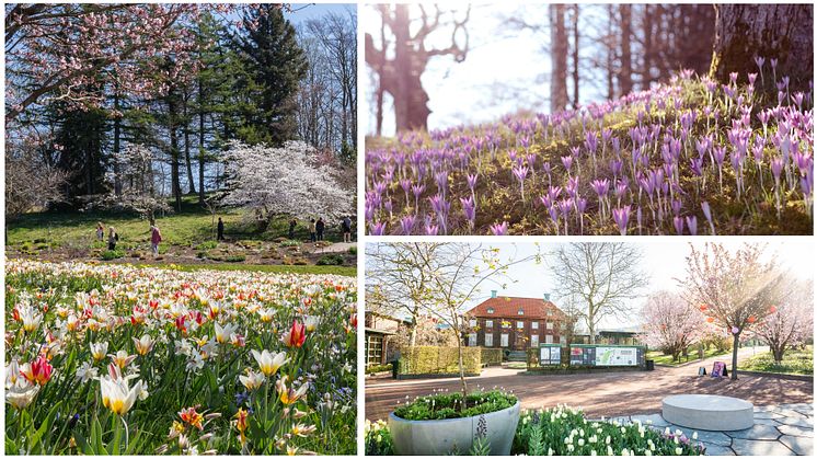 Botaniska trädgården foto Peter Kvarnström Göteborg & Co .jpg