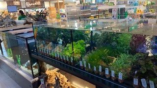 Aquaristik_5