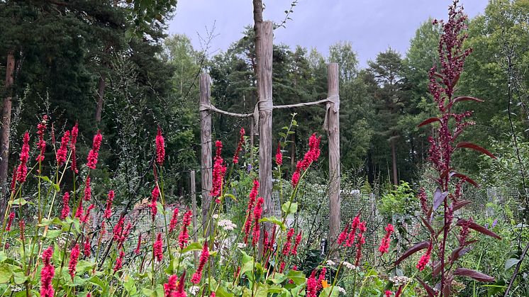 Malmaberg Matskog 6