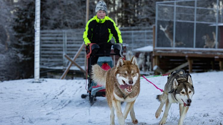 Alve, Cáppis och spannets ledarhund tillika Cáppis mamma Moony. Foto Michael Engman
