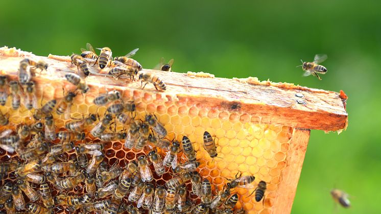 Finja stödjer nytt biodlarprojekt i Kenya