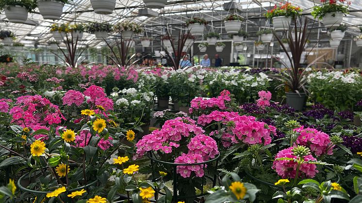 Tönnersjö Trädgård Blomveckorna Från Sverige.jpg