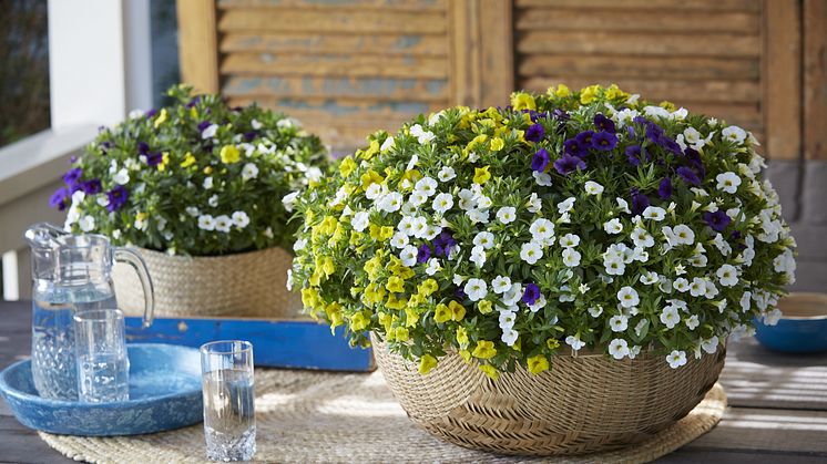 Småpetunia, Calibrachoa  Småpetunia är en perfekt växt för alla amplar, terrass- och fönsterlådor. Foto: Blomsterfrämjandet