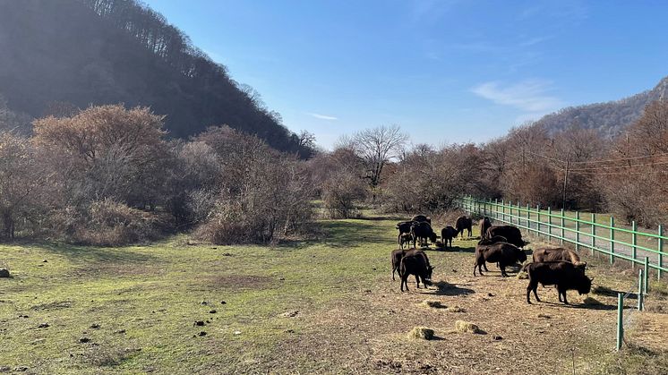 Visenterna i Shahdag National Park.jpg