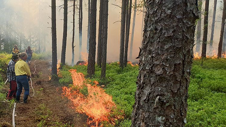 Naturvårdsbränning, naturreservatet Store Mosse