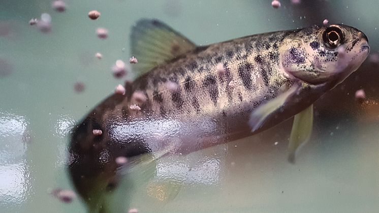 Foto: Trude Borch/Akvaplan-niva