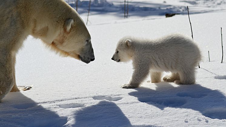 A polar bear cub is born in Dalarna. Photo Grönklittsgruppen/Orsa Predator Park