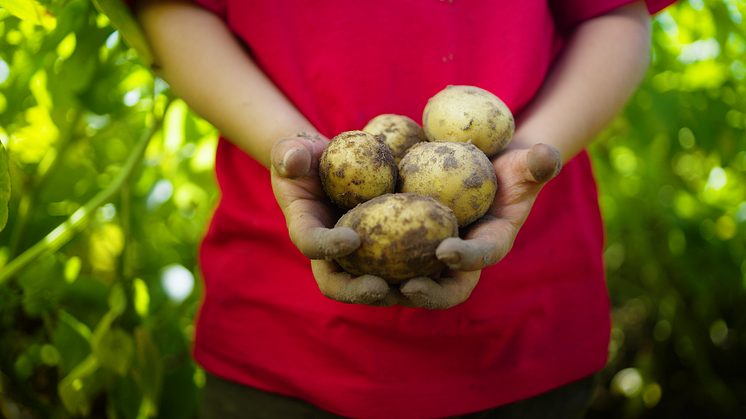 PILTTI potatoes in hand.png