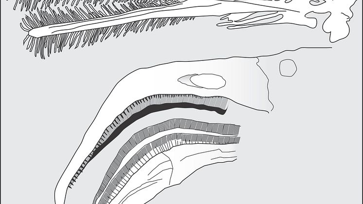 Ctenochasma och chileflamingo