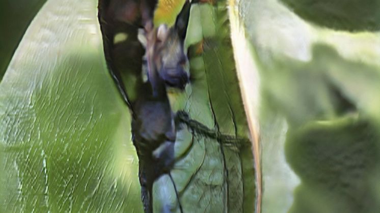 Amalie Smith, Bugs_series1_seed0419.png, 2021