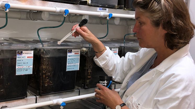 Cecilia Berg matar grodorna i sitt labb vid avdelningen för miljötoxikologi vid Uppsala universitet, ett av få laboratorier i världen som gör livscykeltester av kemikalier på grodor. Foto: Margareta Mattsson 