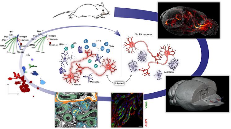 Schematisk bild TBE-virus in i hjärna