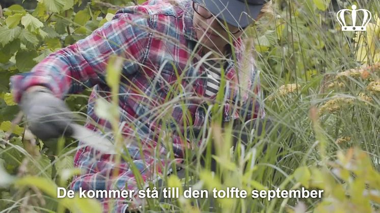 Trädgårdsveckor på Sofiero