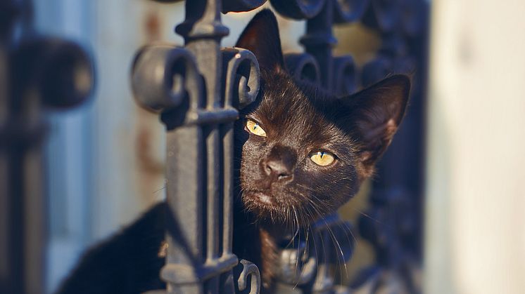 Schwarzen Katzen darf man wohl auch am Freitag, den 13. über den Weg trauen.