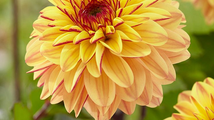 Dahlia Gelia.jpg