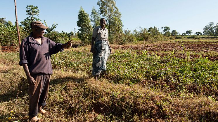 Innan agroforestry