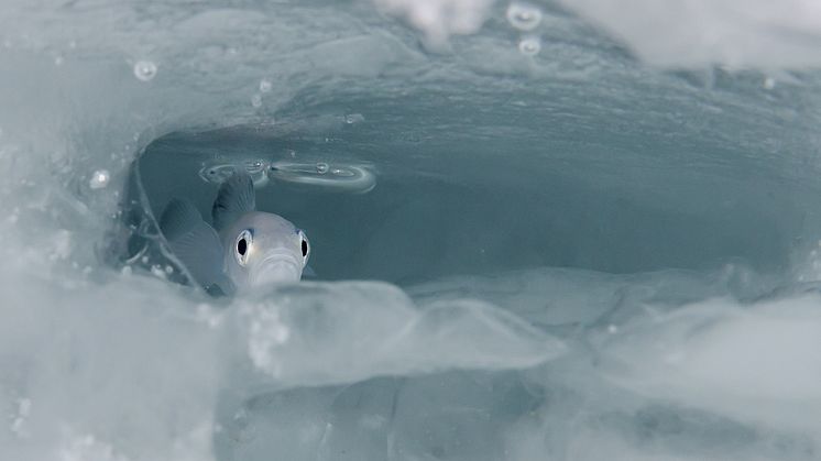 Forskerne er usikre på betydningen av sjøis for polartorsken (Foto: Peter Leopold)