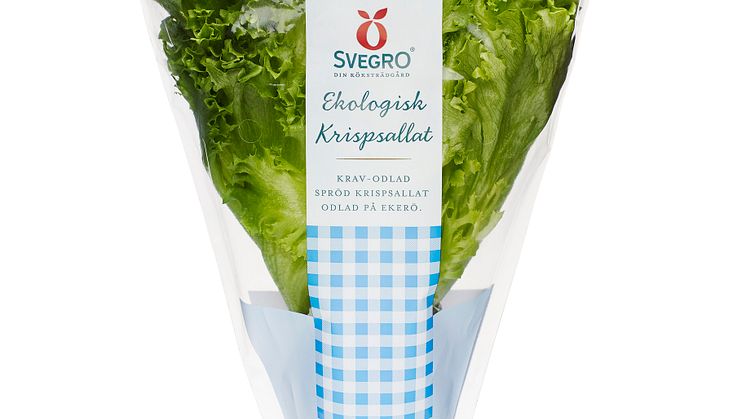 Ekologisk sallatskvartett i kruka nu komplett